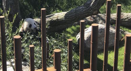 Pandaanlæg i København zoo